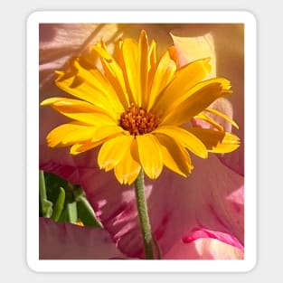 Rising Yellow Daisy Flower Sticker